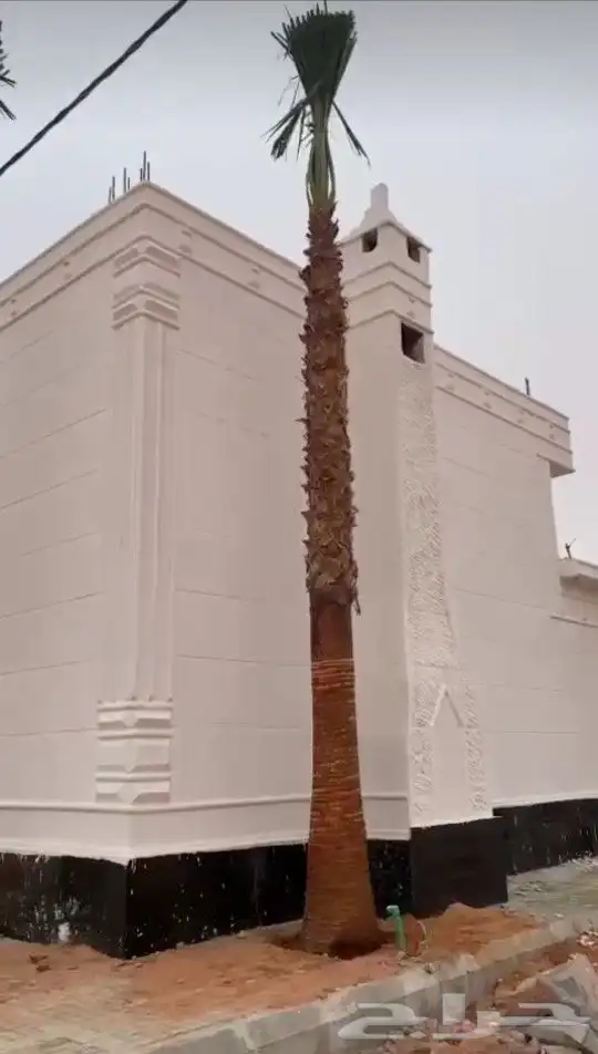 نخل واشنطني جميع المقاسات من 1متر الا10متر توصيل وزراعه 2