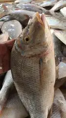 رحلات صيد بحريه 2