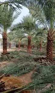 نقوم بتوريد انخيل وزرعته الوشنطني والعربي مقسات حلوه 1