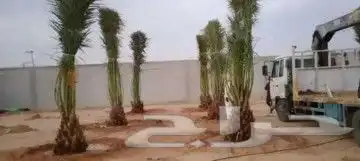نقوم بتوريد انخيل وزرعته الوشنطني والعربي مقسات حلوه 9