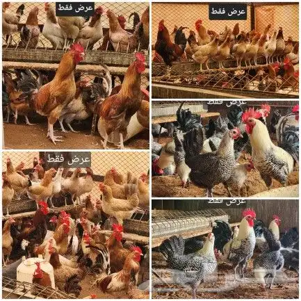 صوص 1500 حبه فيومي وبلدي 3