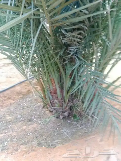 نخل فروخ للبيع 4