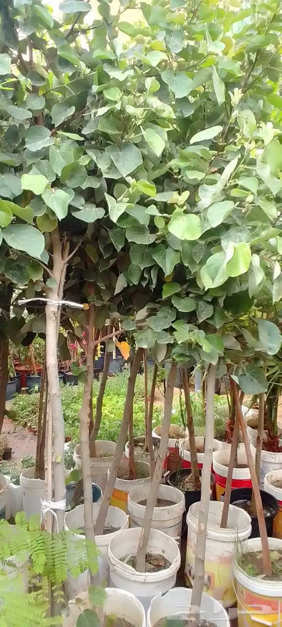 تنسيق حدائق 0