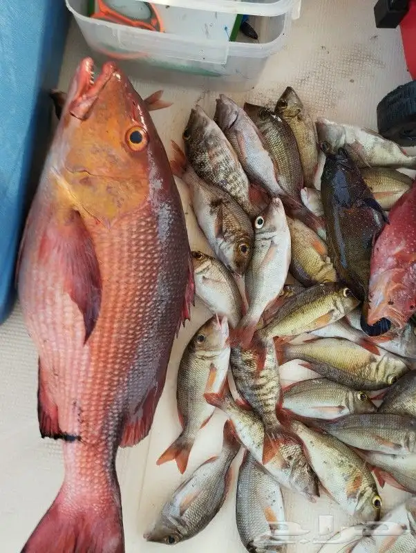 رحلات بياضه 4