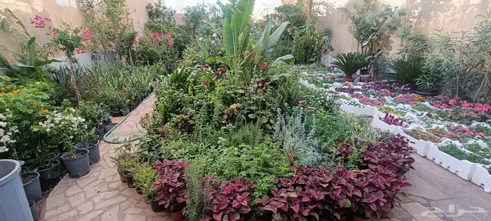 تنسيق حدائق وزراعة الثيل فنى زراعه أبو سجي 6