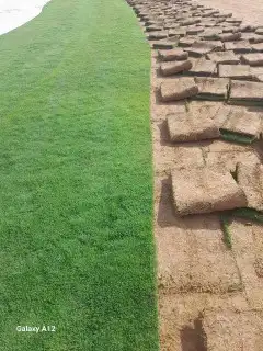 تنسيق حدائق وزراعة الثيل فنى زراعه أبو سجي 7