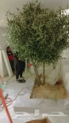 زيتون صناعي جذوع طبيعيه تفصيل حسب الطلب 8