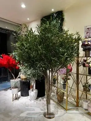 زيتون صناعي جذوع طبيعيه تفصيل حسب الطلب 0