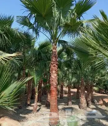 نخل واشنطونيا 1