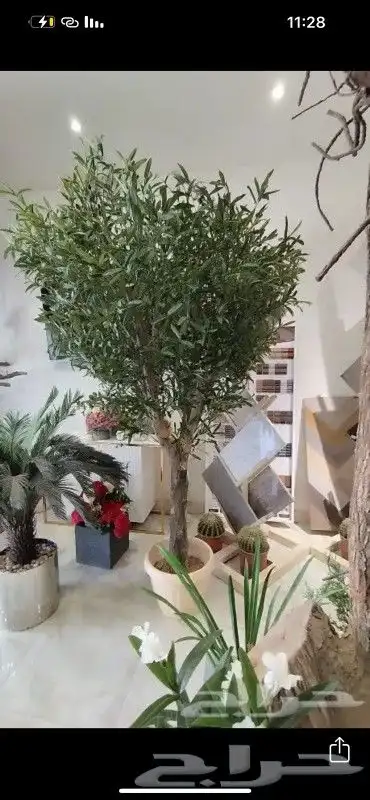 زيتون صناعي جذوع طبيعيه تفصيل حسب الطلب 6