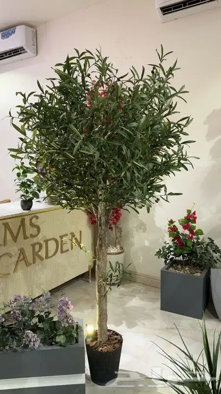 زيتون صناعي جذوع طبيعيه تفصيل حسب الطلب 4