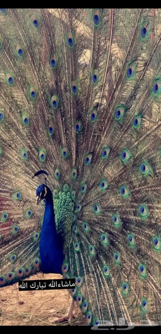 طاووس منتج 0