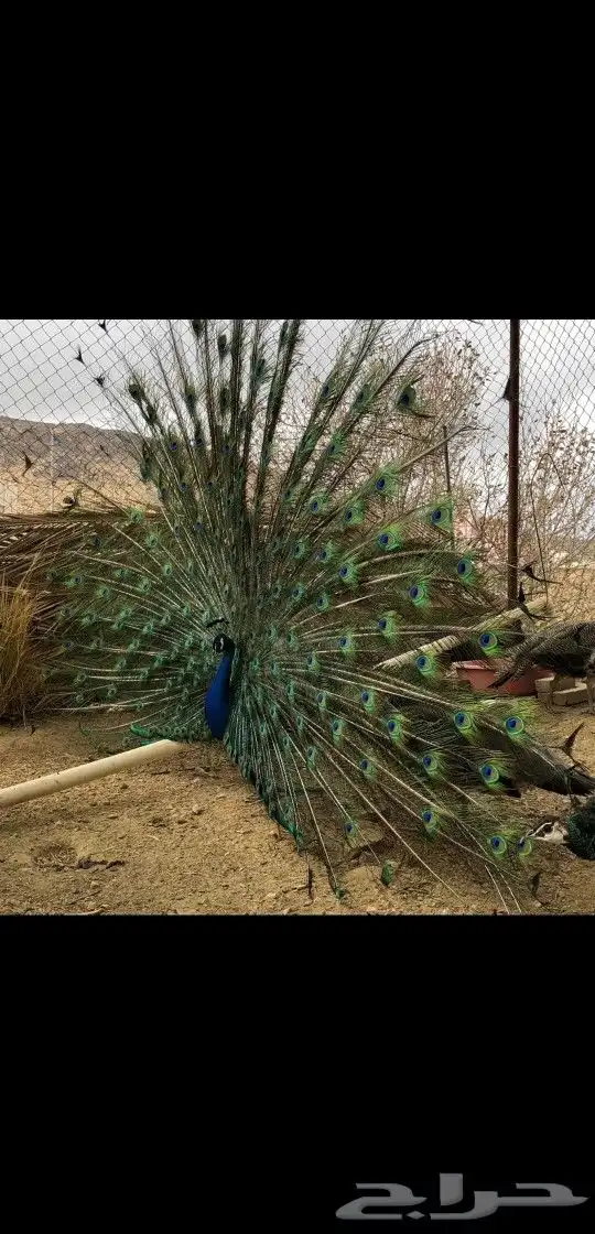طاووس منتج 4
