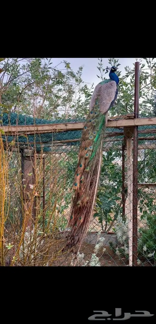 طاووس منتج 1