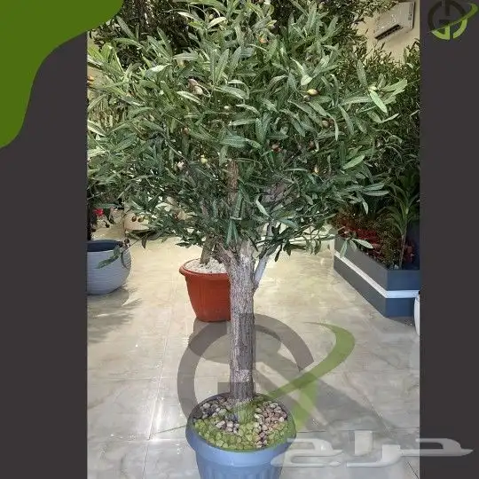 زيتون صناعي جذوع طبيعيه تفصيل حسب الطلب 2