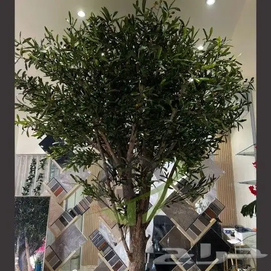 زيتون صناعي جذوع طبيعيه تفصيل حسب الطلب 1