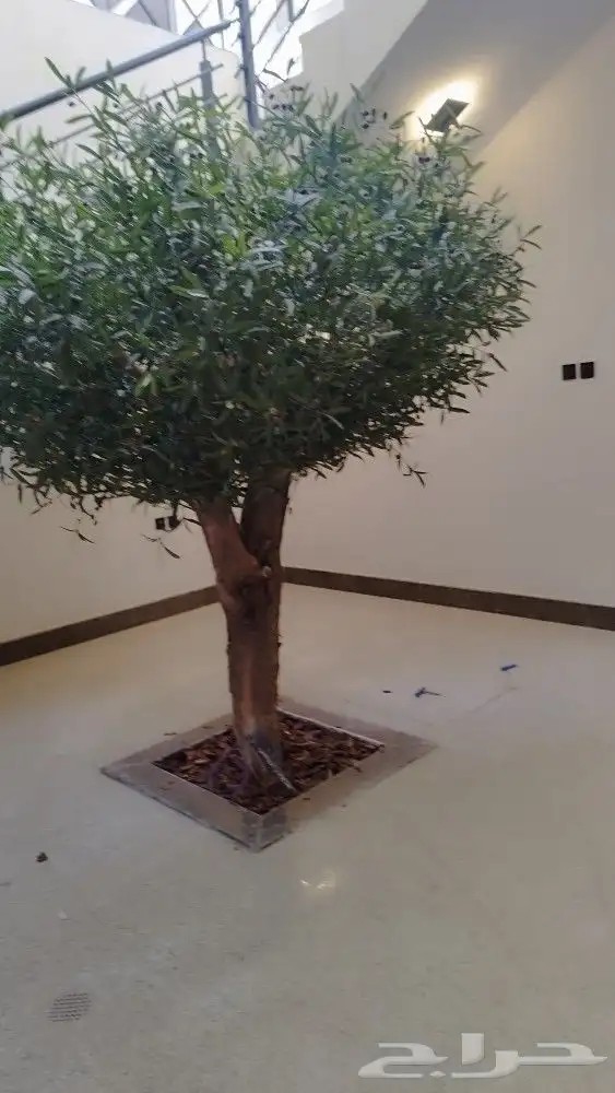زيتون صناعي جذوع طبيعيه تفصيل حسب الطلب 3