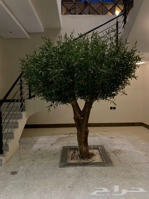 زيتون صناعي جذوع طبيعيه تفصيل حسب الطلب 7