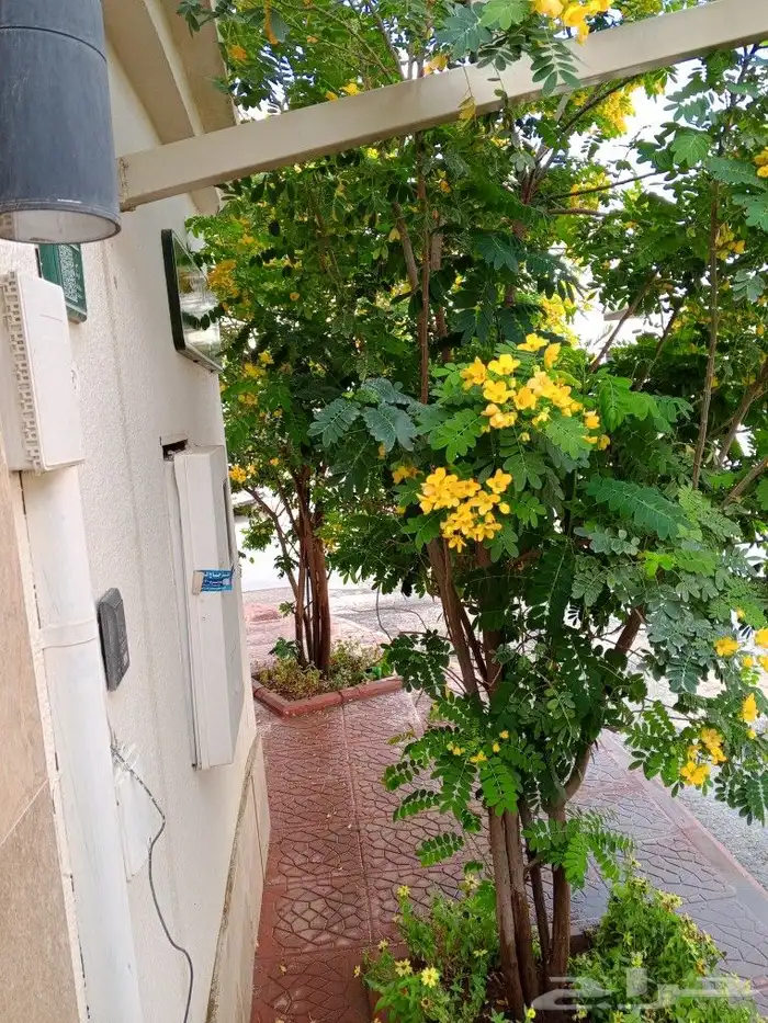 زراعه وتنسيقات وصيانات .كل ما تحتاجه ثيل أشجار شتلات زهور 4
