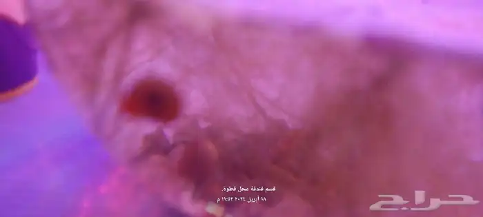 حلزون الرامشون للاحواض المزروعة 1