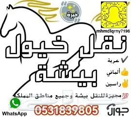 نقل و تحميل خيول بيشة 0
