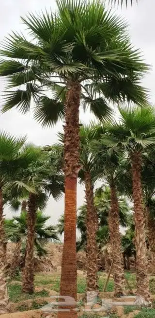 نخل واشنطني زينه من 1متر الا 10متر متوفر توصيل وزراعه 9