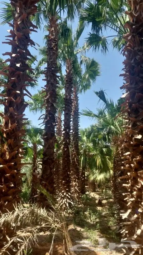 نخل واشنطني زينة امريكي 0