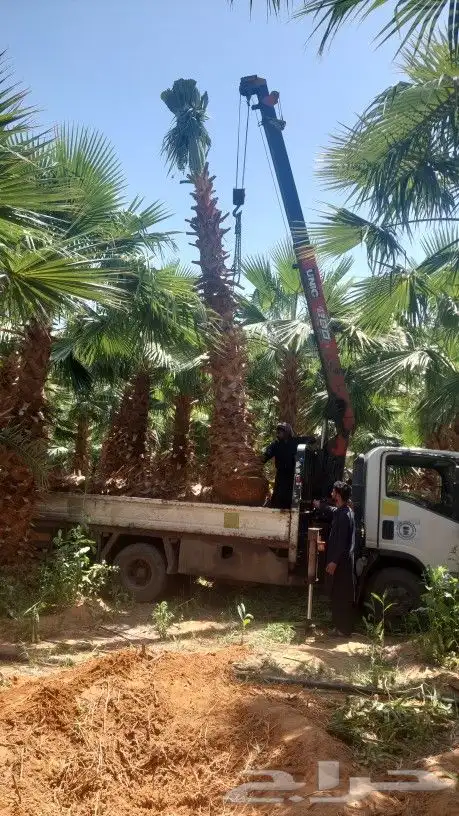 نخل واشنطني زينة امريكي 1