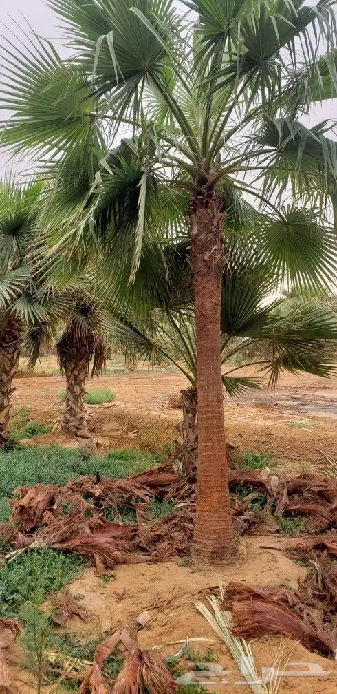 نخل واشنطني زينه من 1متر الا 10متر متوفر توصيل وزراعه 6