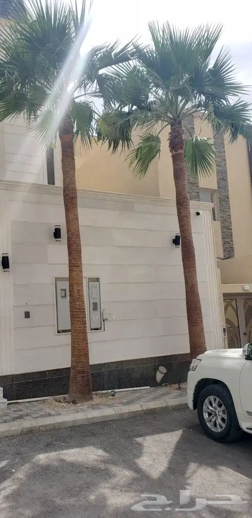 نخل واشنطني زينه من 1متر الا 10متر متوفر توصيل وزراعه 1