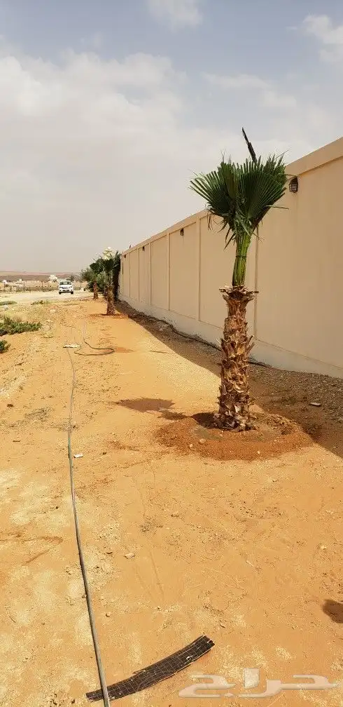 نخل واشنطني زينه من 1متر الا 10متر متوفر توصيل وزراعه 2