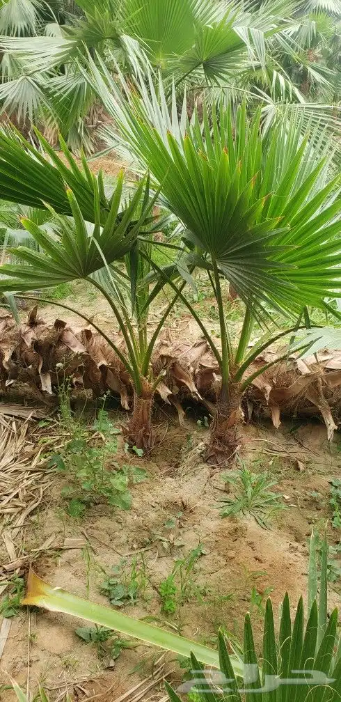 نخل واشنطني زينه من 1متر الا 10متر متوفر توصيل وزراعه 4