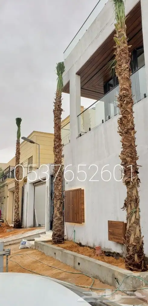 نخل واشنطني زينه من 1متر الا 10متر متوفر توصيل وزراعه 3