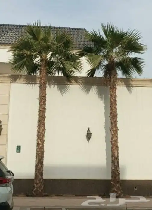 نخل واشنطني زينه من 1متر الا 10متر متوفر توصيل وزراعه 12