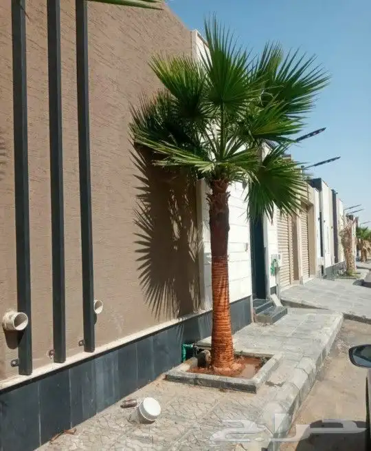 نخل واشنطني زينه من 1متر الا 10متر متوفر توصيل وزراعه 10