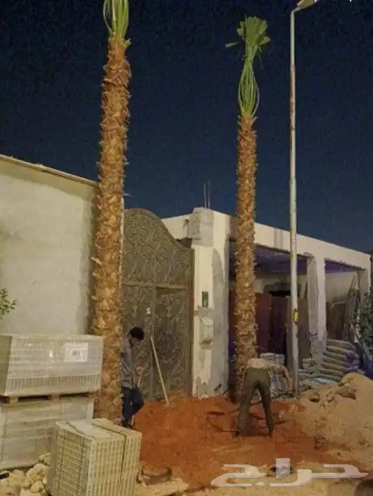 نخل واشنطني زينه من 1متر الا 10متر متوفر توصيل وزراعه 11