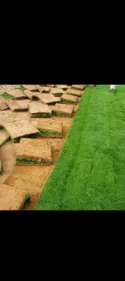 تنسيق حدائق وزراعة الثيل وتركيب شبكات الري 0