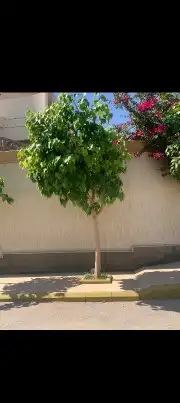 جميع انواع التنسيق طبيعي وصناعي ثيل أشجار نخيل واسعارنا جيده 9