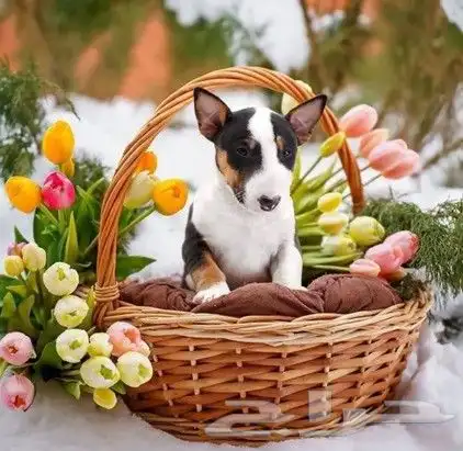 اقوي جراء بولترير BullTerrier من النوادر 1