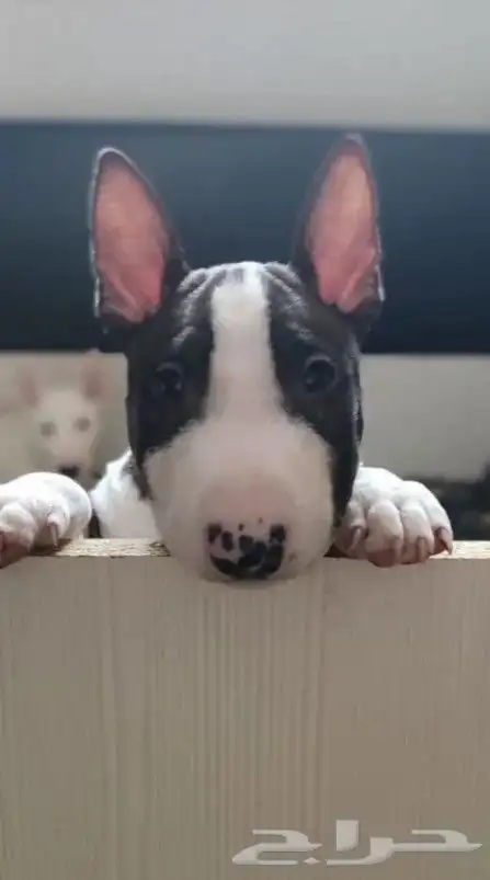 اقوي جراء بولترير BullTerrier من النوادر 2