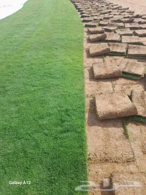 تنسيق حدائق وزراعة الثيل وتركيب شبكات الري 1