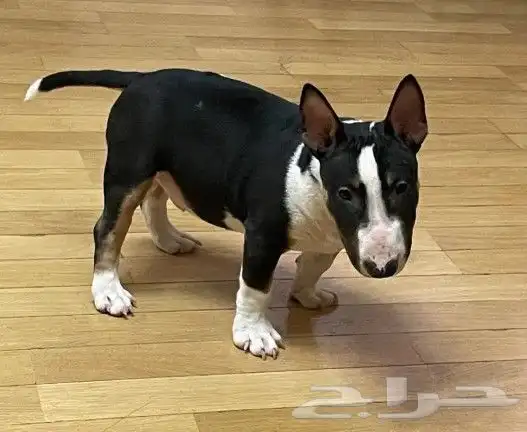 اقوي جراء بولترير BullTerrier من النوادر 6