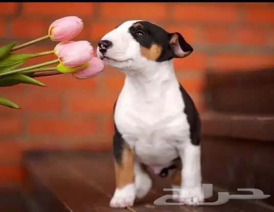 اقوي جراء بولترير BullTerrier من النوادر 3