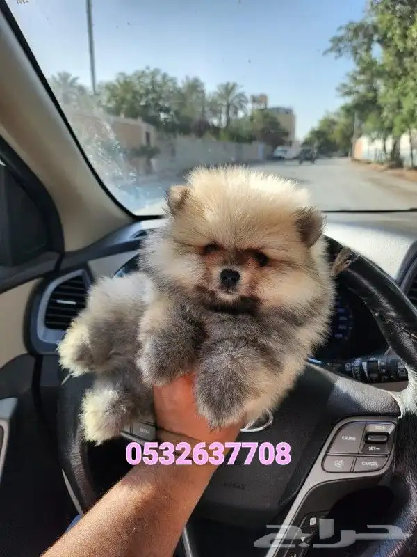 كلب بومرينيان تيدي فيس للبيع 0