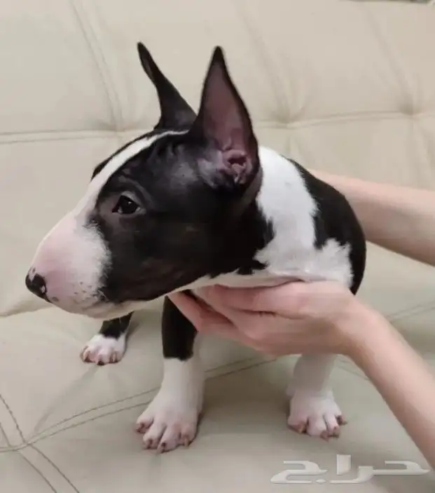 اقوي جراء بولترير BullTerrier من النوادر 5