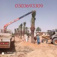 كرين ونش للايجار الخرج العفجه الهياثم ملف عواد السهبا اليمام 8