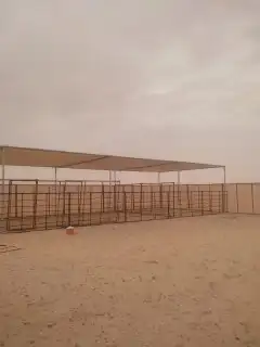 مضلات عنم وابل 2