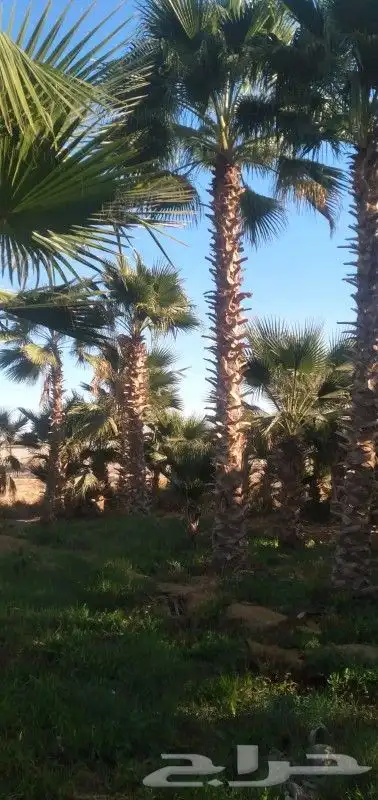 نخيل واشنطن نخل وشنطوني بااسعار مناسبه 0