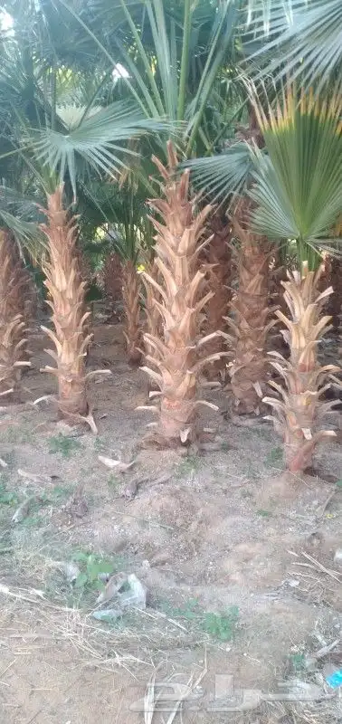 نخيل واشنطن نخل وشنطوني بااسعار مناسبه 3