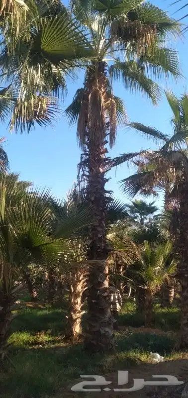 نخيل واشنطن نخل وشنطوني بااسعار مناسبه 1
